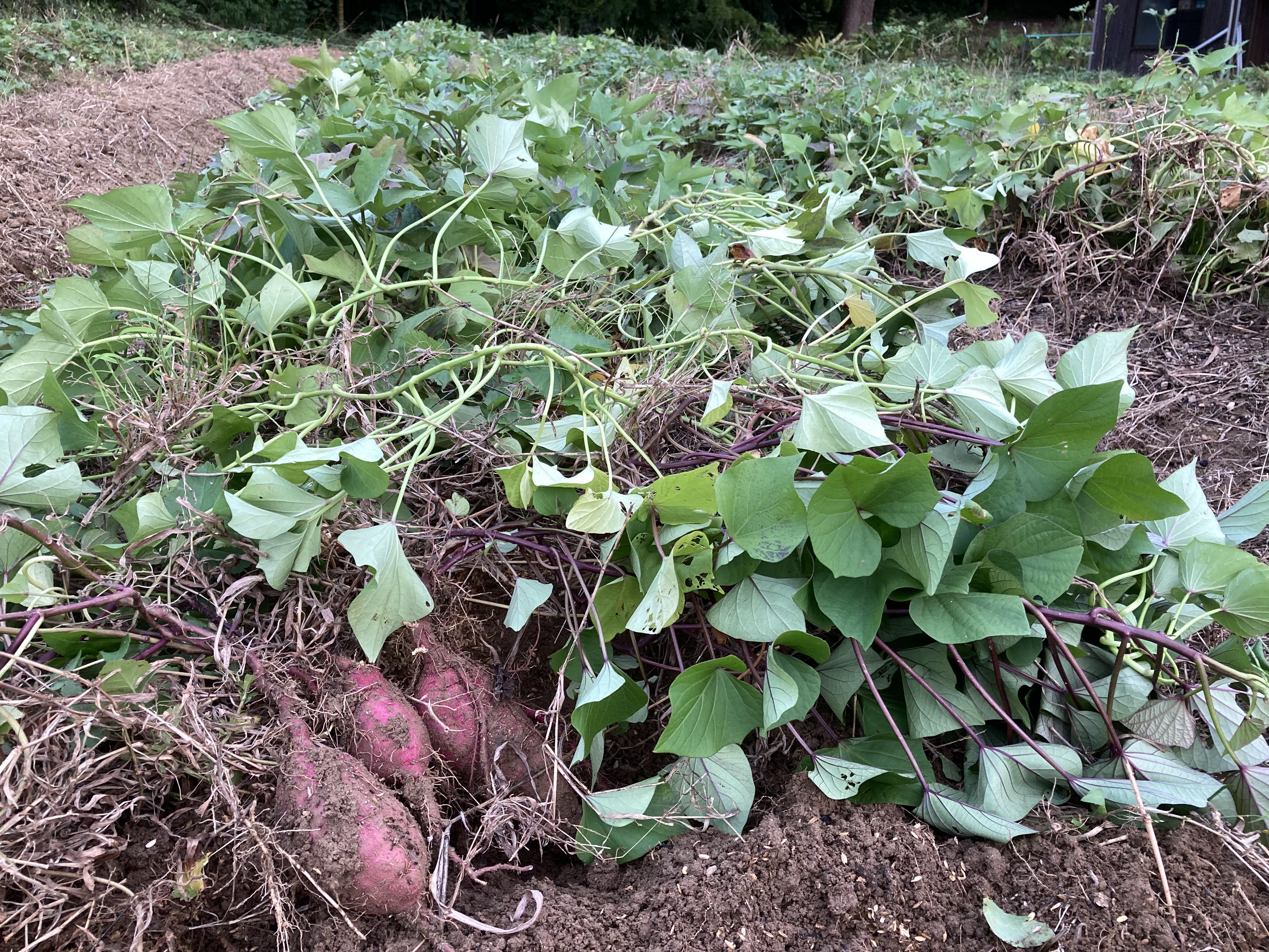 ミキファームの畑